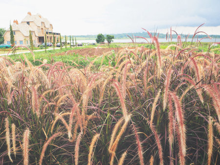 Grass flowersの写真素材