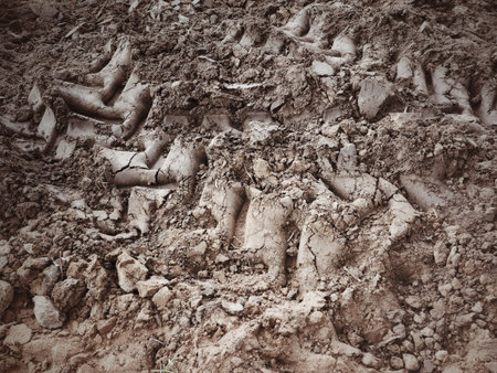 Wheel tracks on the soil