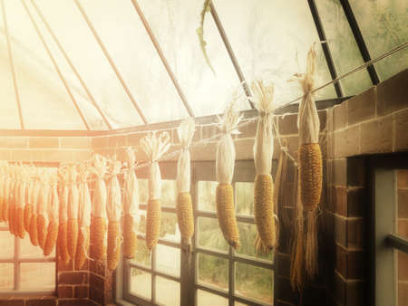 Dried cornsの写真素材