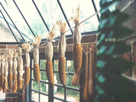 Dried corns