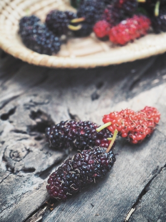 Mulberryの写真素材