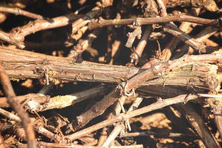 Dried branchesの写真素材