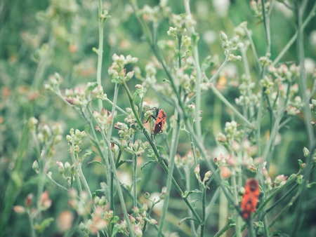 Insect on treeの写真素材