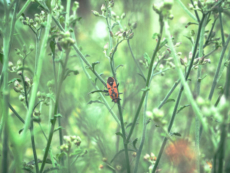 Insect on tree