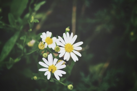 Daisy flowersの写真素材
