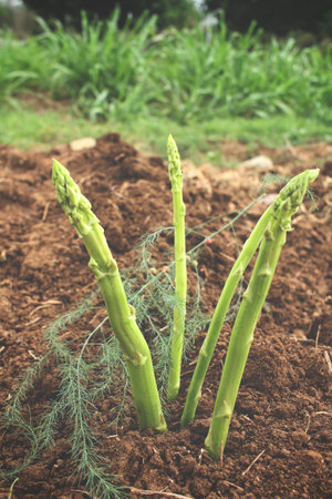 Asparagus plantの写真素材