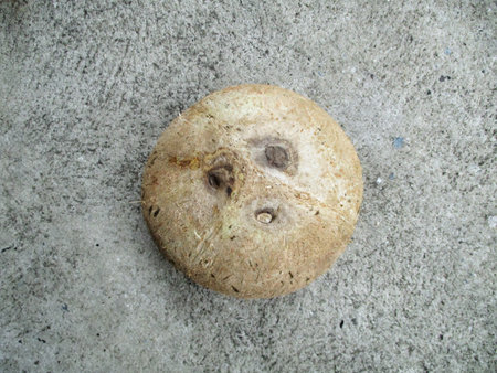 Coconut half