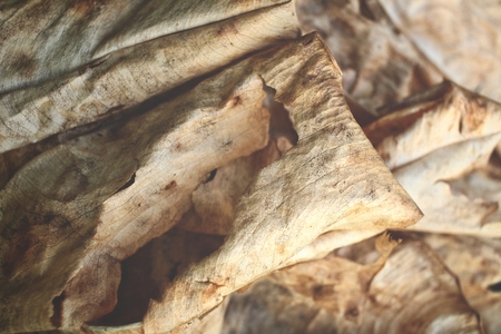 Dried leavesの写真素材