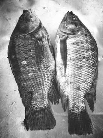 Fresh fishの写真素材