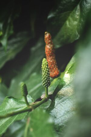 Indian long pepper on treeの写真素材