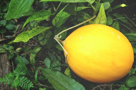 Cantaloupe melonの写真素材