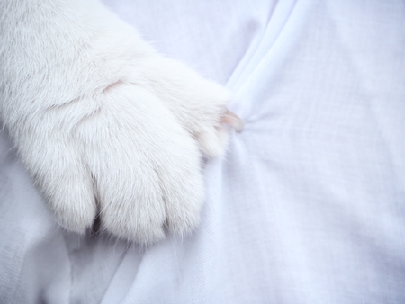 Feet of catの写真素材