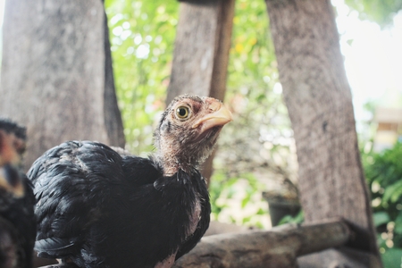 Chicken in the farmの写真素材