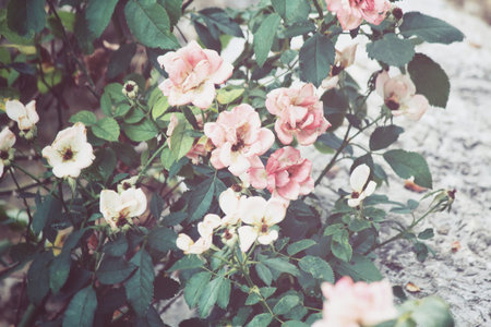 Rose in the garden