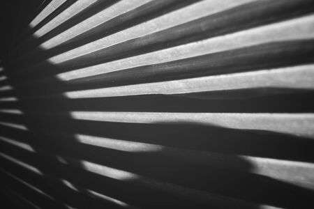 Palms leavesの写真素材