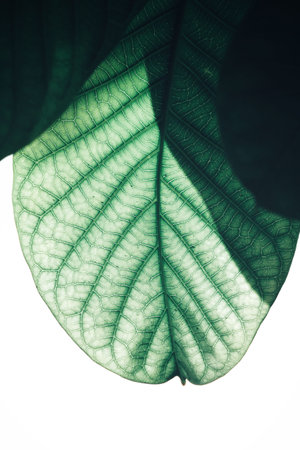 Green leaves