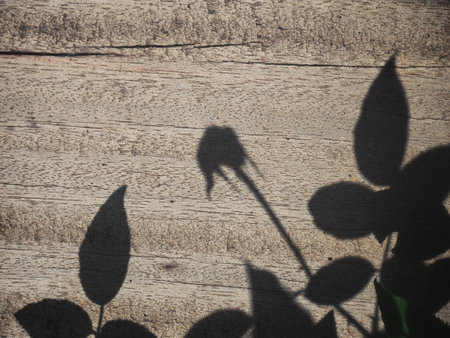 Shadow of leavesの写真素材