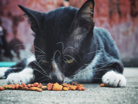 Cat eating foodの写真素材