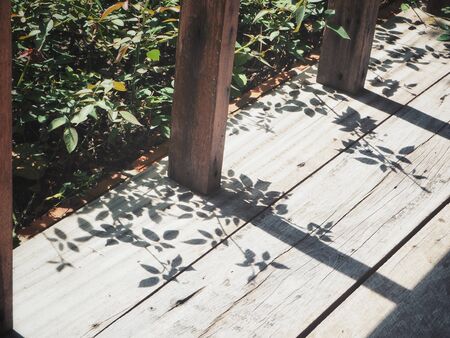 Shadow of leavesの写真素材