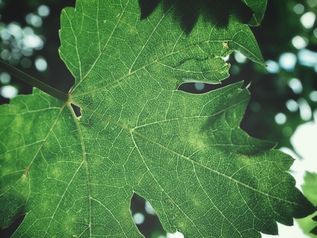 Grape leavesの写真素材