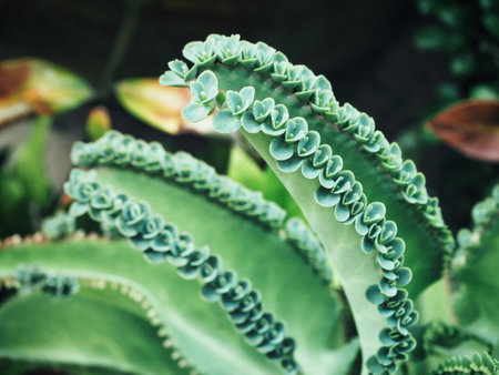 Fern leavesの写真素材