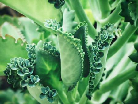 Fern leaves