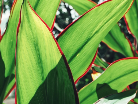 Green leavesの写真素材