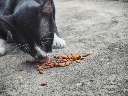 Cat eating food
