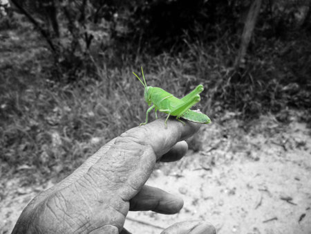 Grasshopper on hand