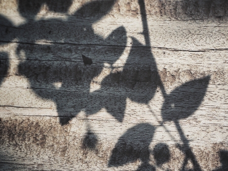 Shadow of leavesの写真素材