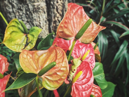 Flamingo flowersの写真素材