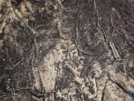 Wood backgroundの写真素材