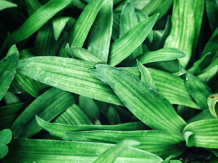 Grassの写真素材