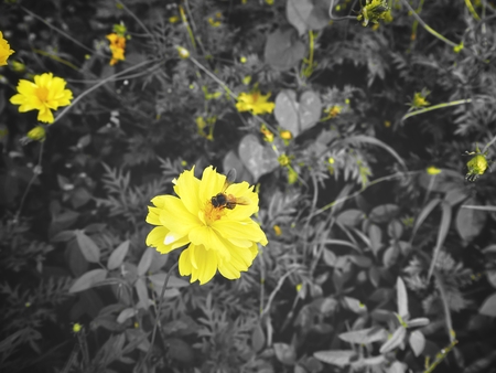 Yellow cosmos flowers with beeの写真素材