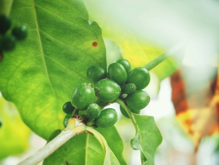 Coffee plantの写真素材