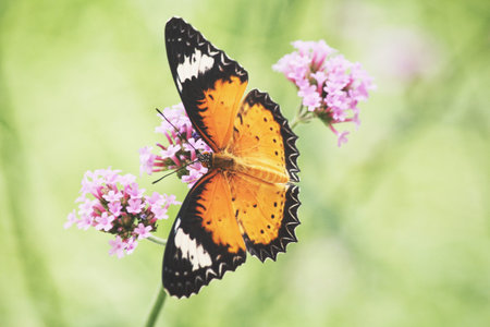 Beautiful butterfly on the tree