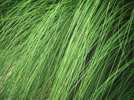 Grass leavesの写真素材