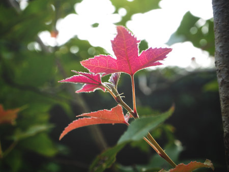 Maple tree