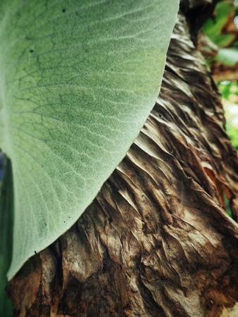 green leavesの写真素材