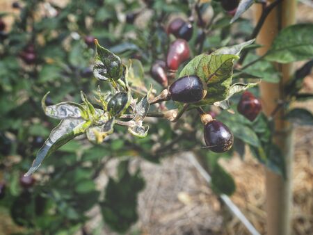 Chili on treeの写真素材