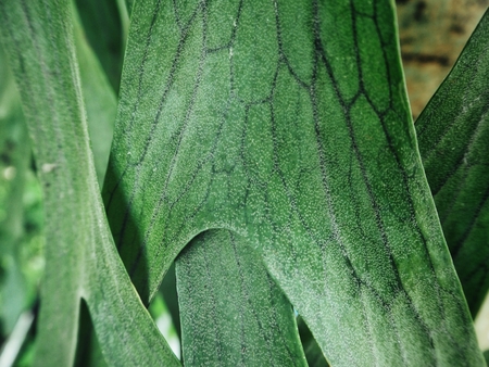 green leavesの写真素材