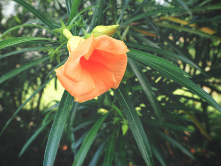 Orange flower