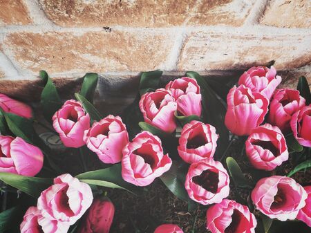 Beautiful of tulips artificial flowersの写真素材