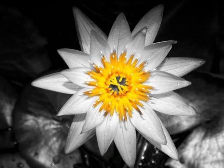 Lotus flowers in the pondの写真素材