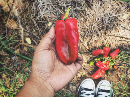 Red chili