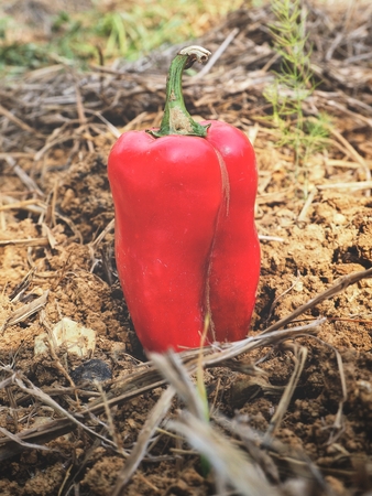 Red chiliの写真素材