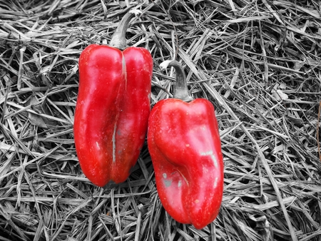 Red chiliの写真素材