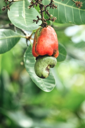 Cashew nuts on treeの写真素材