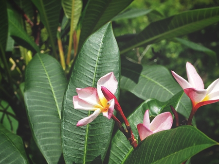 Frangipani flowers on treeの写真素材