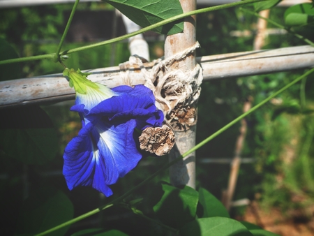 Butterfly pea on treeの写真素材